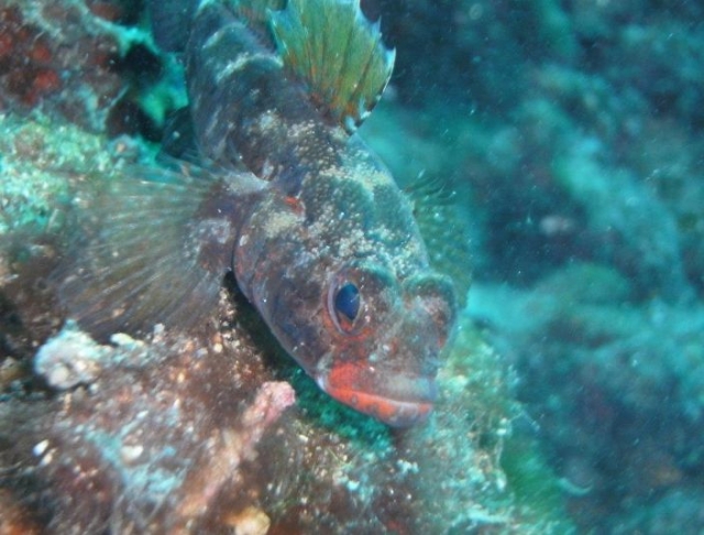 Plongee a la graviere du Fort